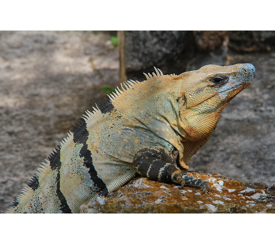 Iguana ad Uxmal